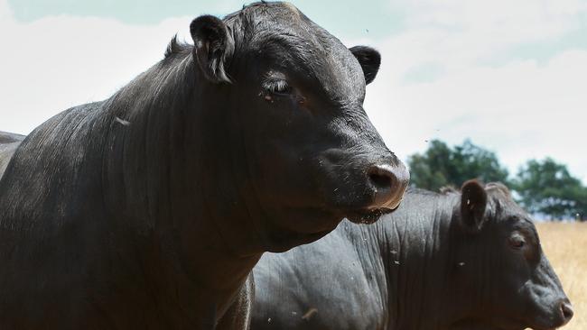 Angus breeding is a focus of the mixed-farming operation, along with grain production.