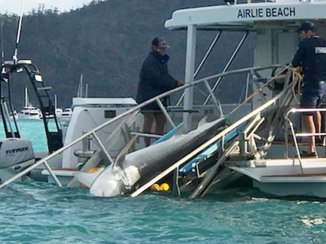 A shark is caught on a drum line during a trial at Cid Harbour last September.