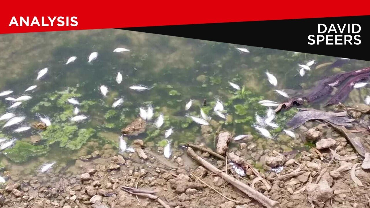 NSW Department of Primary Industries investigating mass fish kill