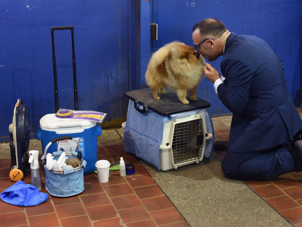 Handler Diego Garcia and his Pomeranian wait in the benching area on Day One of competition at the Westminster Kennel Club 142nd Annual Dog Show in New York on February 12, 2018. Picture: AFP