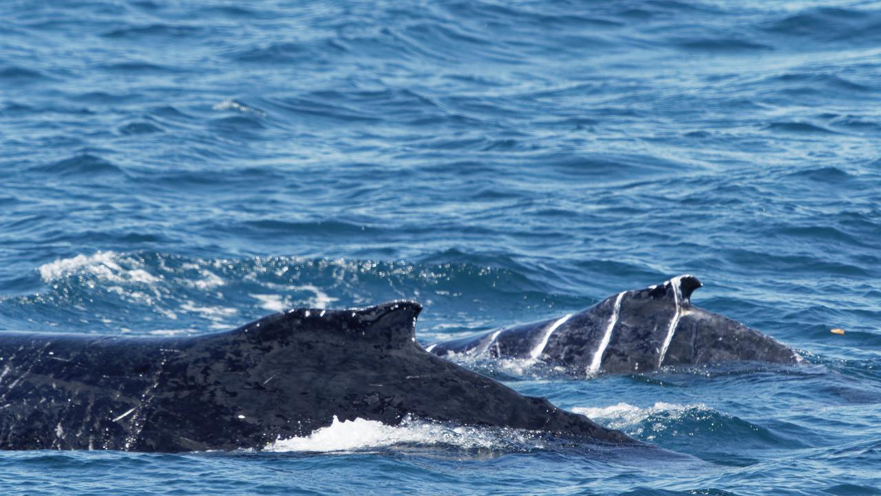 Four-week-old humpback whale injured by boat propeller | Gold Coast ...