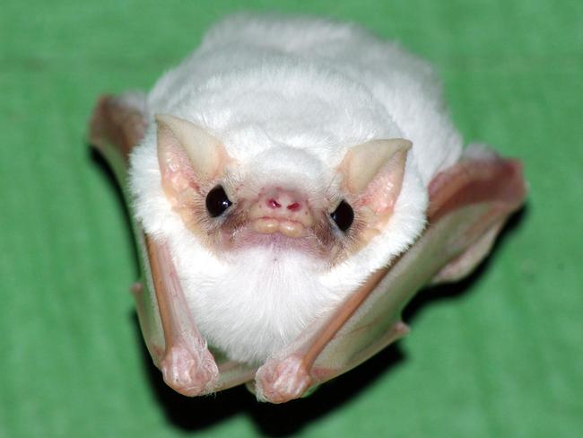 Environmentalists say a 'devastating' legal loophole is putting the future of the vulnerable northern Australian ghost bat at risk. Picture: Supplied/The Environment Centre NT