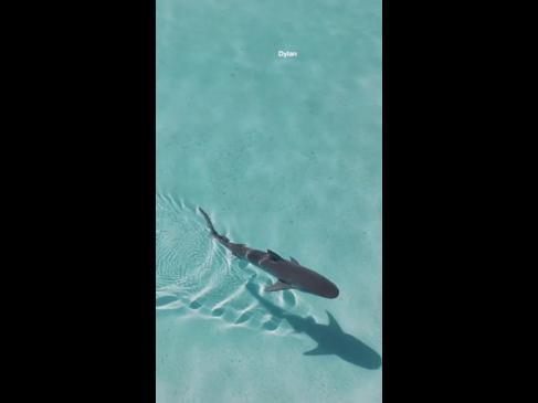 Mesmerizing drone shot of tiger shark off WA