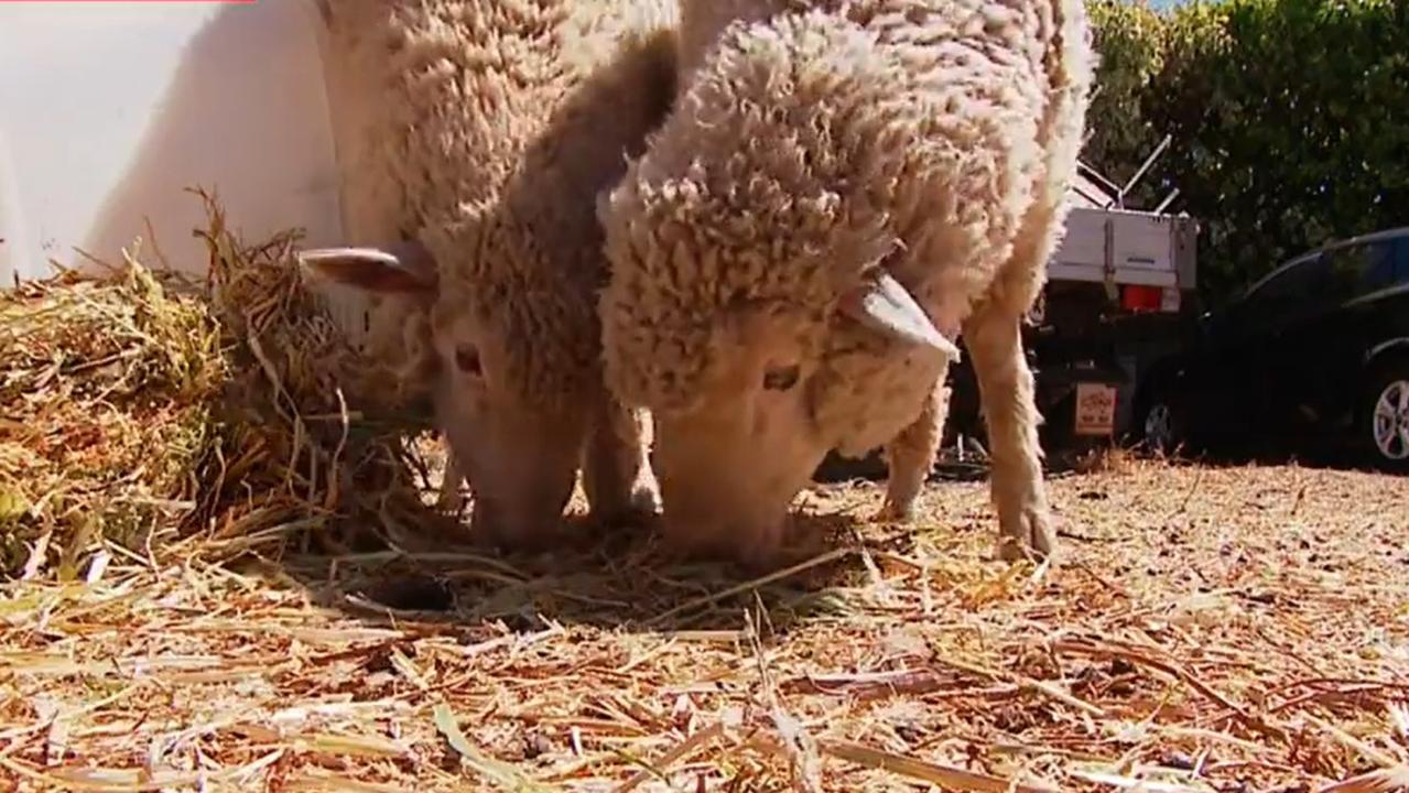 Mr Tofigh's sheep at his home in Kensington.