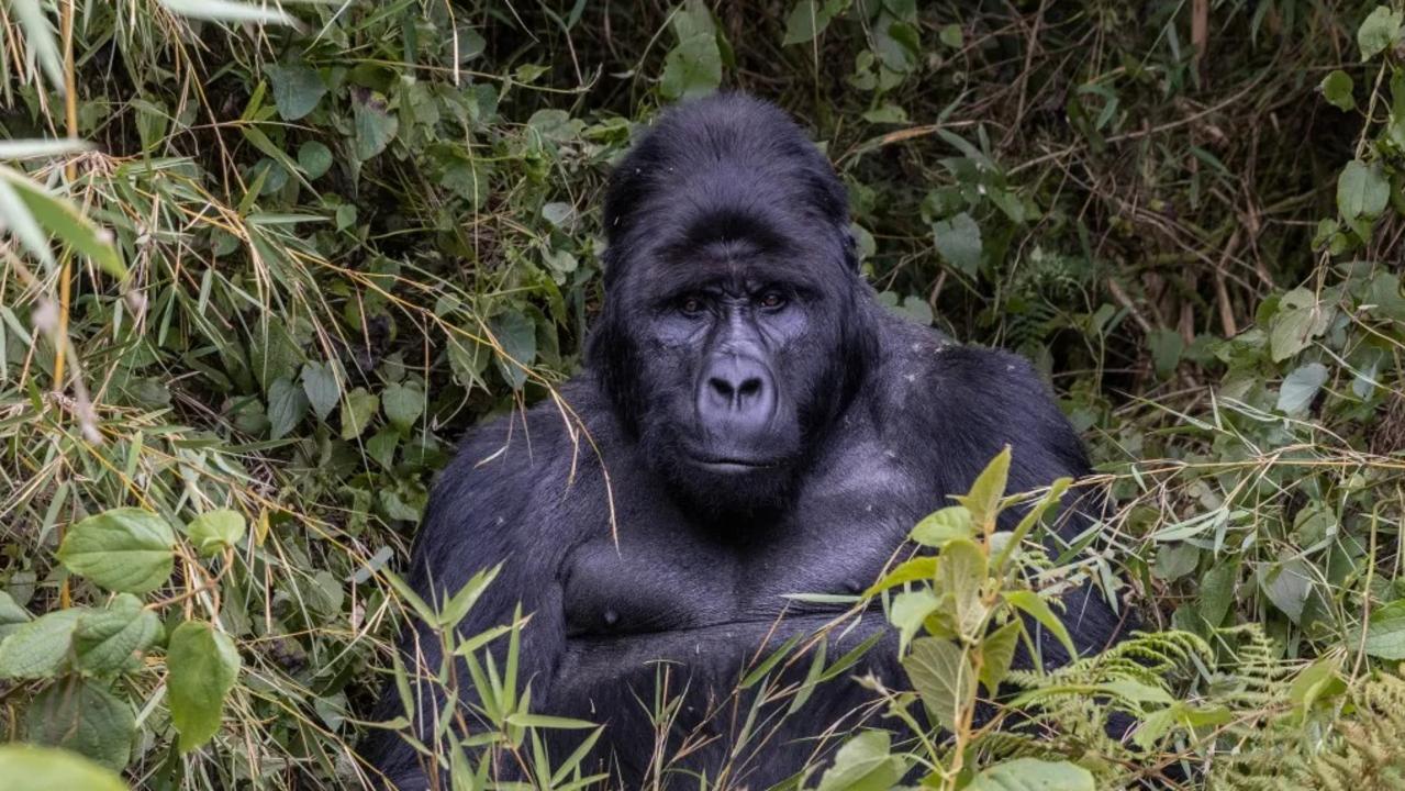 Inside daring plan to save largest species from extinction
