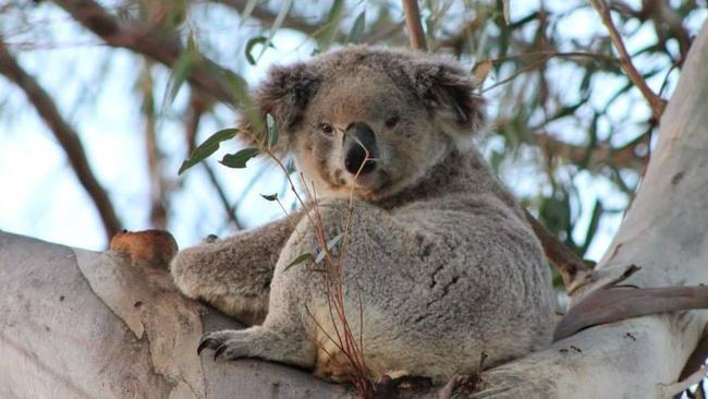 Australia’s unique native animals attract many international tourists every year.