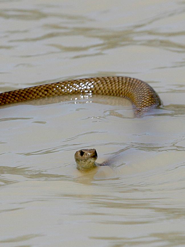 A brown snake spotted in the water at Loxton.