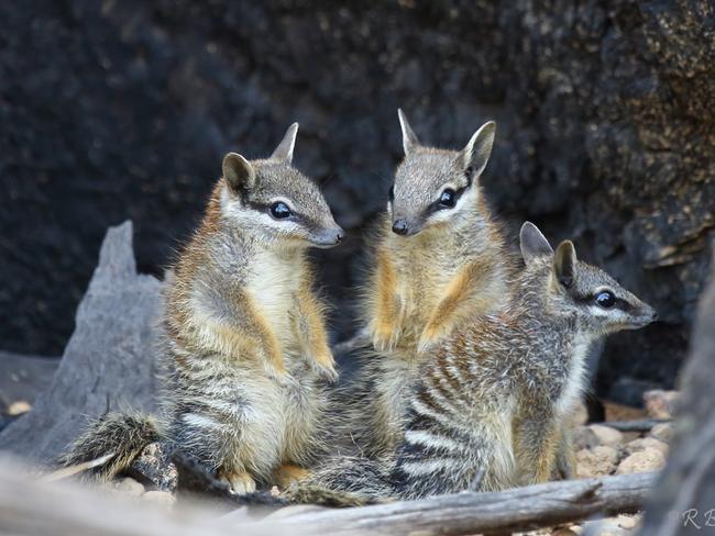 Numbats are rarer in the wild than pandas, tigers, orangutans or rhinos.