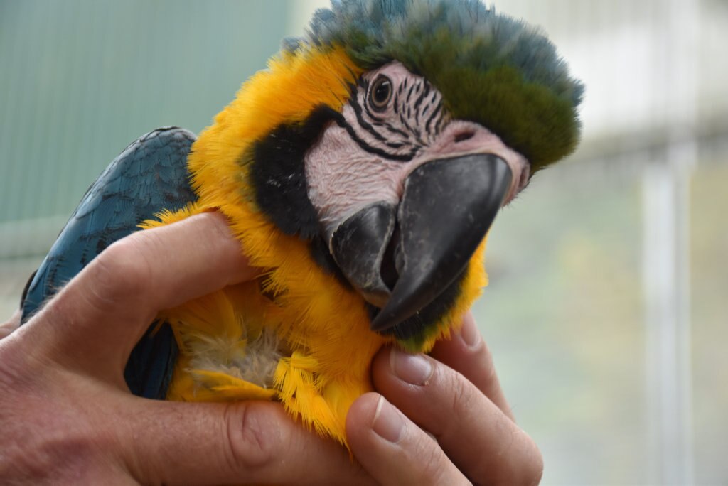 Getting up close with the birds at Maleny Botanic Gardens and Bird World. Picture: Mark Furler