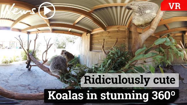 Koala road deaths Gold Coast: new virtual fencing technology