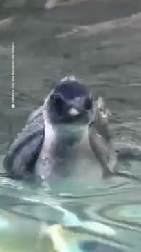 Zoo teaches penguin how to swim