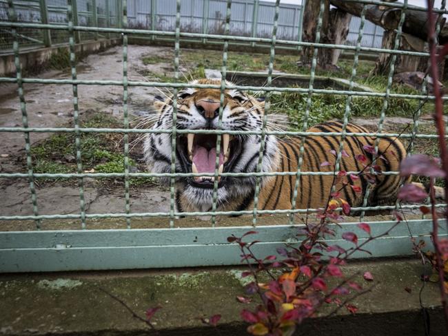 The zoo animals have been traumatised from shelling in the early days of the conflict after Russia invaded Ukraine. Picture: Getty Images