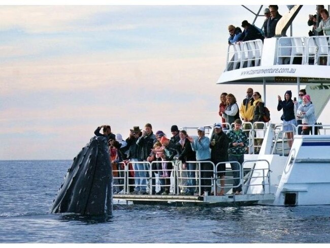 Tourists come face-to-face with a curious humpback whale aboard the Tasman Venture at Hervey Bay.