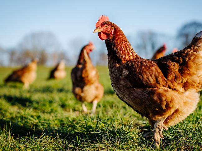 World Egg Day will mark its 25th year on October 8, 2021, celebrating the beloved hen's bounty.