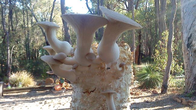 King oyster mushrooms courtesy Swan Valley Gourmet Fungi