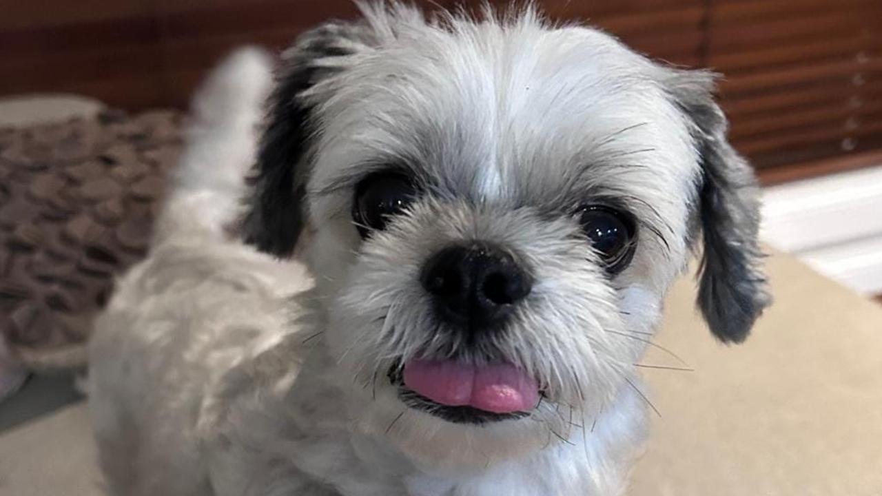 ‘Just want her back’: Plea for return of Munty the Uber dog