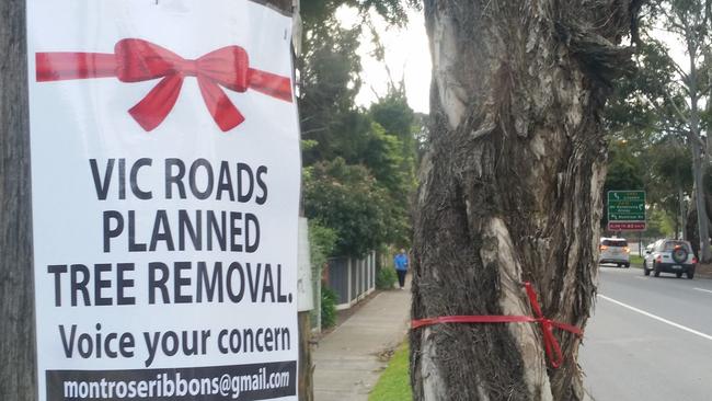 Red ribbons show trees that could be removed on Canterbury Rd, Montrose, as part of road upgrades.