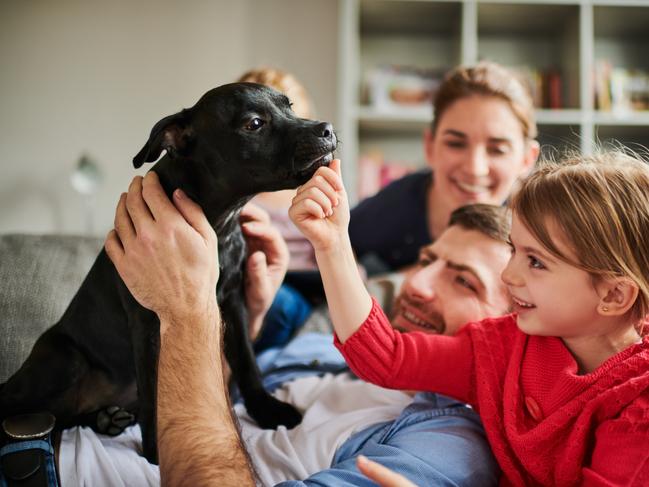 A Noah’s Ark-style flight from Australia to the US is being organised by pet owners desperate to get their cats and dogs home during the COVID-19 pandemic. Picture: iStock