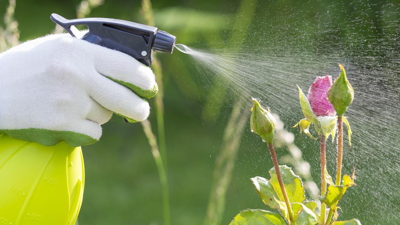 Common bugs killing your plants: How to get rid of them | The Courier Mail