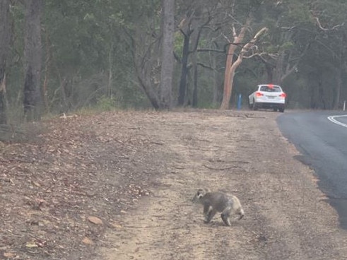 The koala in Kulnura was spotted on the side of the road before it climbed a nearby tree.