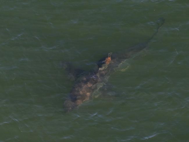 A shark is sighted off Brunswick during a helicopter flight along the beaches from the Gold Coast to Ballina. Picture: Adam Head