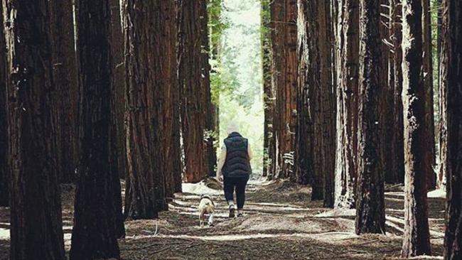 The popularity of the Californian Redwood Forest in East Warburton has surged. Picture: Brooke Latham