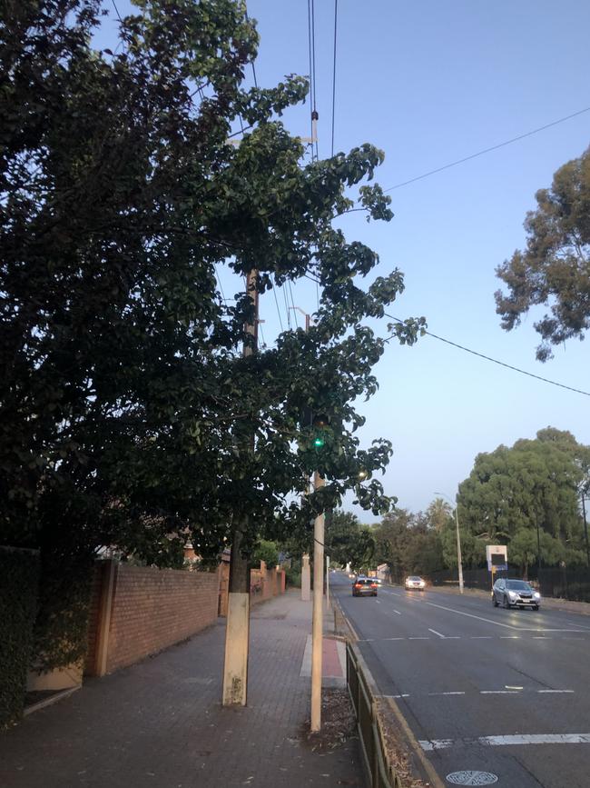 It emerged following the crash that lights at the crossing were partially obscured by tree branches. Picture: Supplied