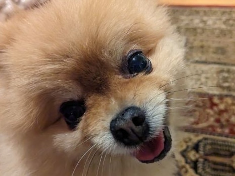 A brazen dognapper has swiped a miniature pomeranian from an unlocked car in Brunswick East sparking an urgent dog hunt.