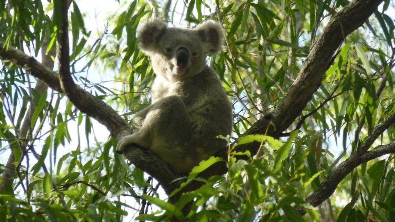 Environmental groups have slammed the federal government for approving a massive gas project they claim would involve the clearing of koala habitat. Photo: Generic.