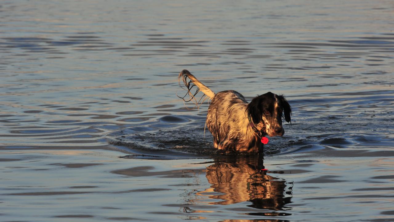 Dogs dog playing at the beach and in the water at Point Cartwright Photo: Brett Wortman / Sunshine Coast Daily