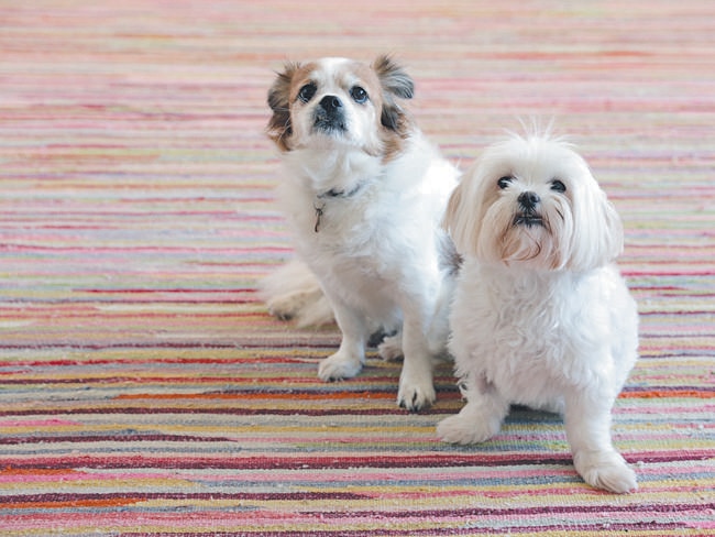 Family pets TJ and Snowy. Picture: John Fotiadis