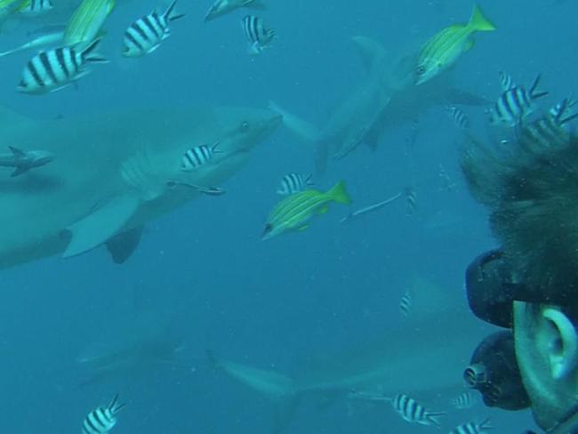 It sounds scary, but swimming with sharks is definitely a must-do. Picture: Tyson Mayr