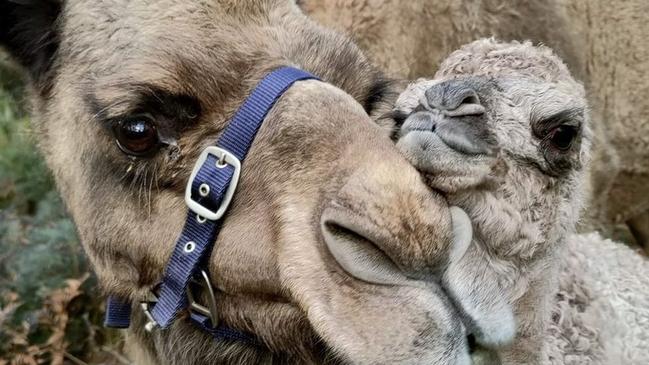 There are five, soon to be six, camels at the farm. Picture: St Marys Camel Farm/ Facebook