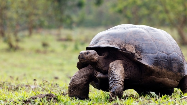 Review: Galapagos Islands cruise with Silversea changed my world ...