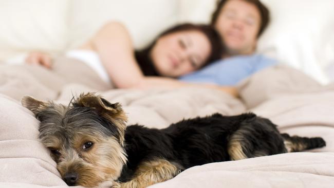 Happy couple laying in bed with their dog.