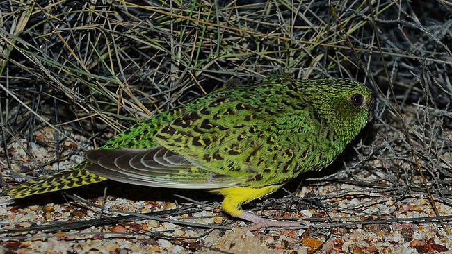 The elusive night parrot. Picture: John Young