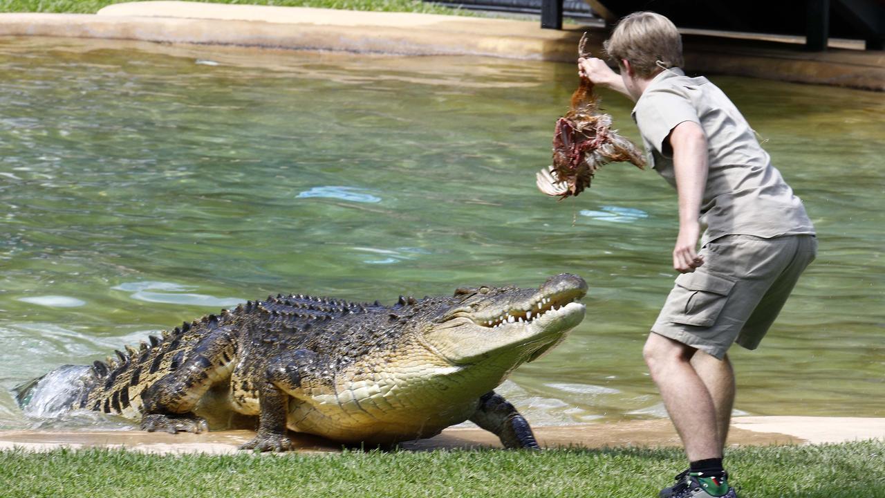 Robert Irwin feeds a crocodile during his 17th birthday celebrations at Australia Zoo. Picture: NCA NewsWire/Tertius Pickard