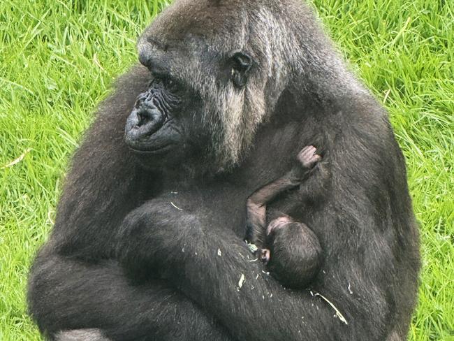 . A new gorilla baby with its mother at Mogo Zoo. Picture: Chad Staples