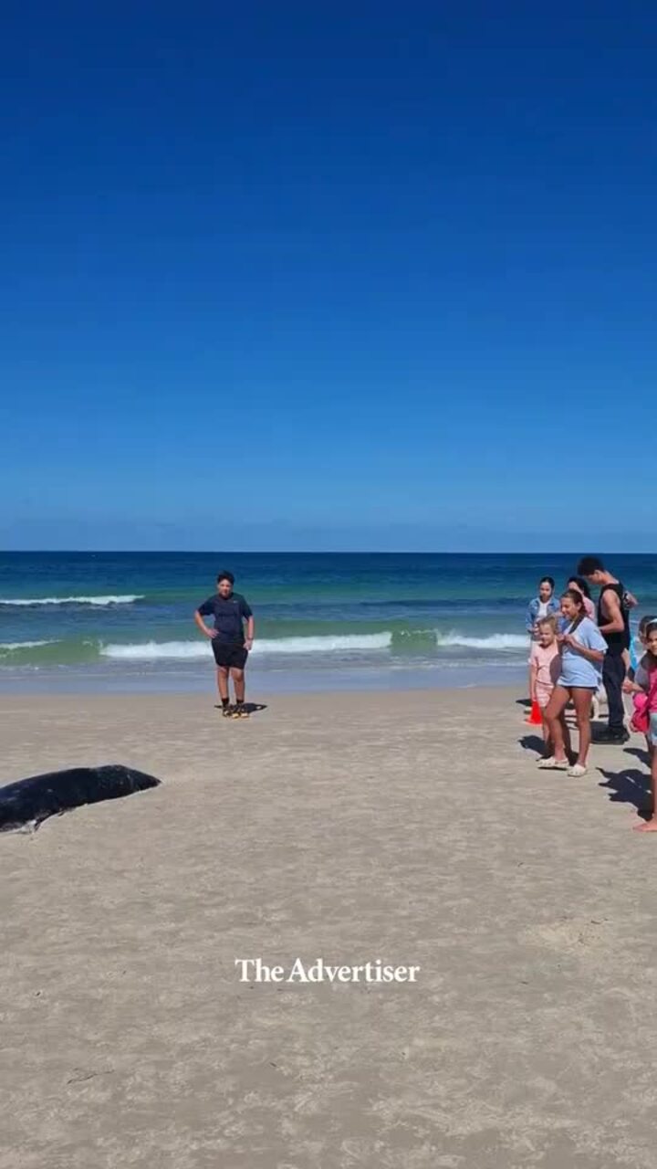 Dead whale washes up at Adelaide beach