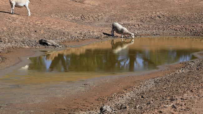 Sheep in the drought ravaged Murray Darling River region. Picture: AAP/Dean Lewins