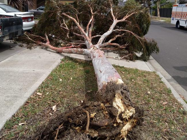 Whittlesea SES responded to this tree that was uprooted by strong winds.