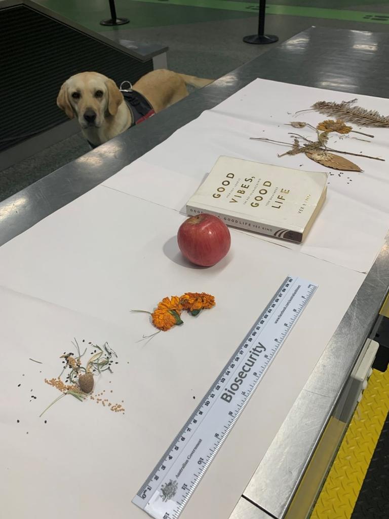 Apple, seeds and hand-pressed flowers found by biosecurity sniffer dogs in Queensland. Picture: Supplied, Department of Agriculture, Fisheries and Forestry