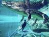 Croc diving, harbour sunsets, top-notch grub: Darwin in five days