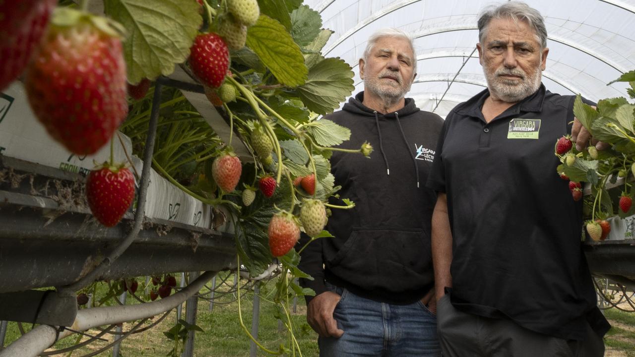 ‘Goodbye to the best strawberries’: Fruit fly scare claims beloved farm