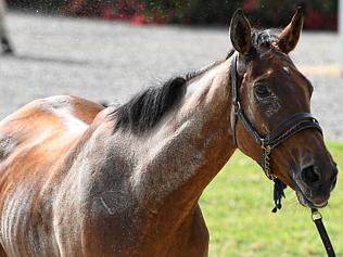 Werribee Trackwork Session