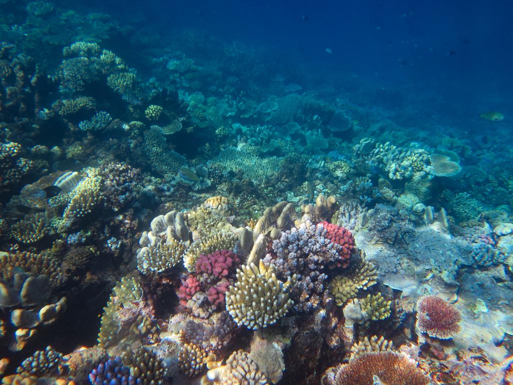 The reef is strong, so stop the scare campaign | The Australian