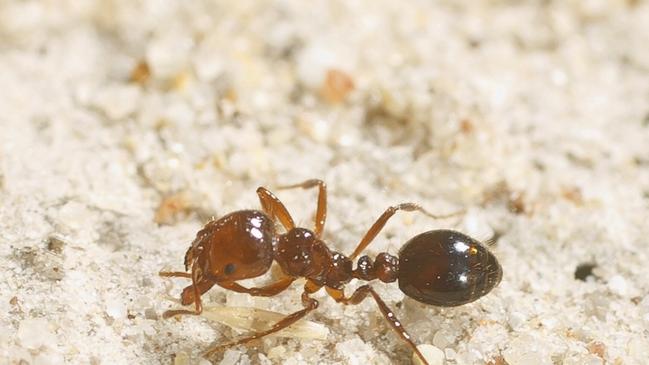 The fire ants deliver a painful sting, which in rare cases can even prove lethal.