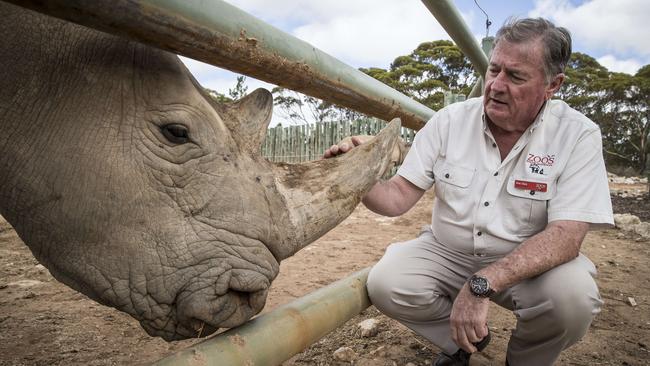 Monarto’ Peter Clark with white rhino Kibini. Photo: Mike Burton