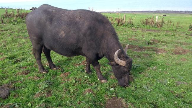 One of the two water buffalo.