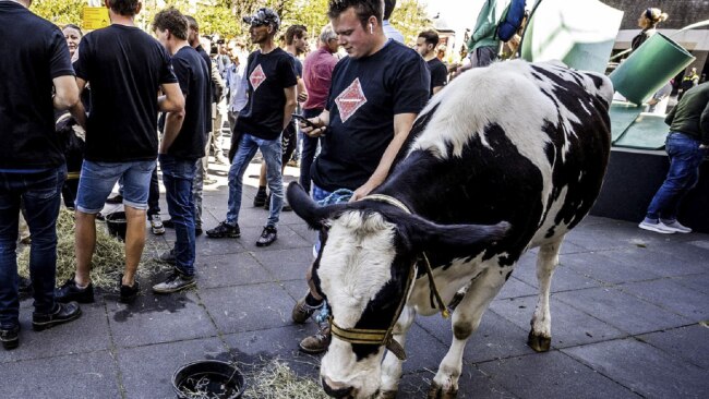 Join the moo-vement: Dutch farmers last year brought their cows to protests outside parliament